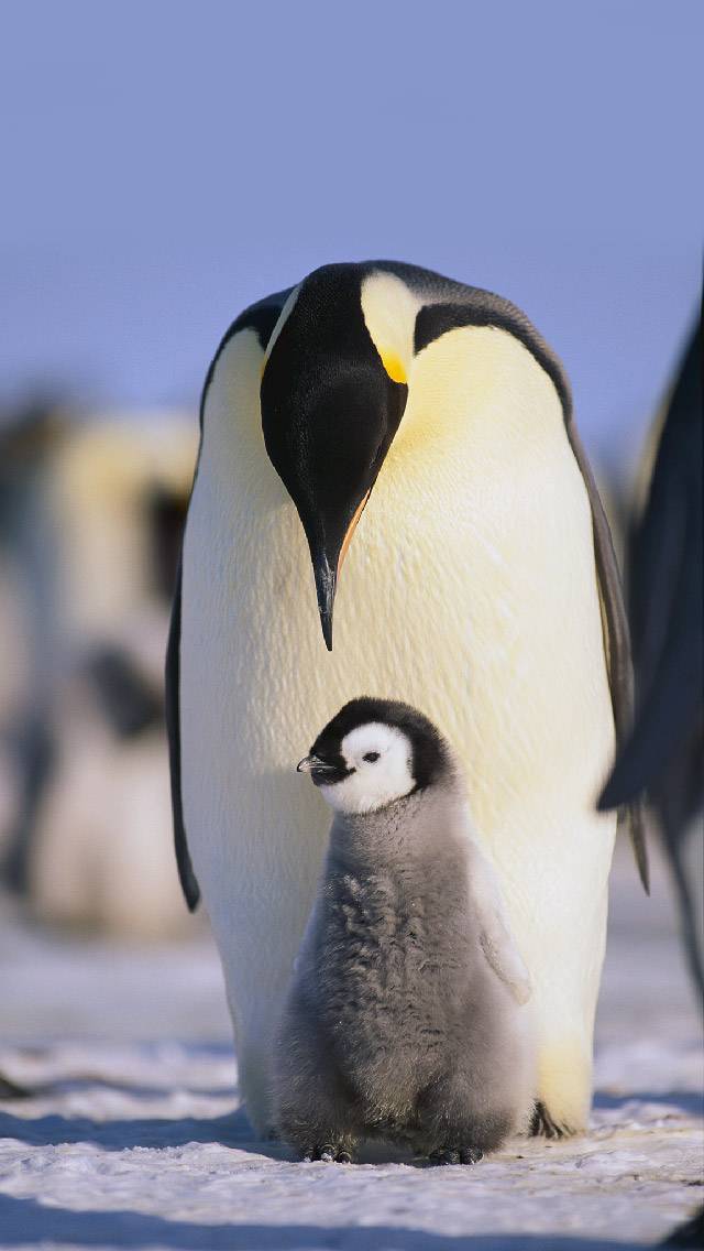 Wildlife Weather for cold weather