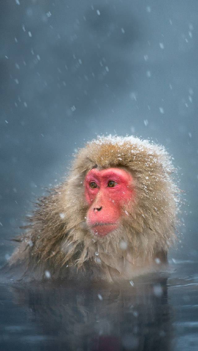 Wildlife Weather showing snow weather