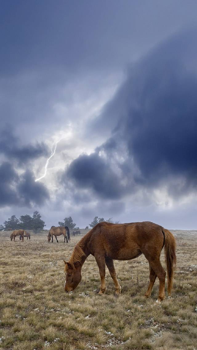 Wildlife Weather showing thunderstorm weather